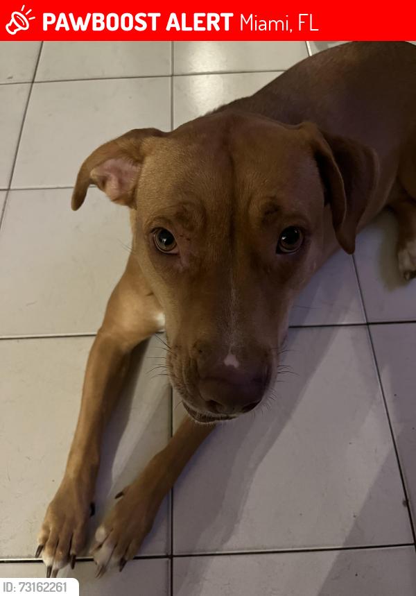 Lost Female Dog last seen Near sw72 ave, Miami, FL 33144