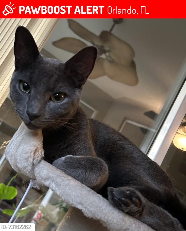 Lost Male Cat last seen Kennedy/Simmons/Gatlin, Orlando, FL 32812