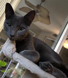 Lost Male Cat last seen Kennedy/Simmons/Gatlin, Orlando, FL 32812