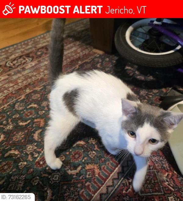 Lost Female Cat last seen Near HIrams Crossing, Jericho, Jericho, VT 05465