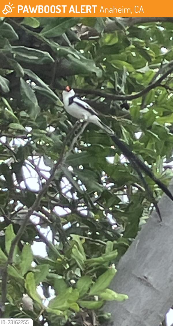 Found/Stray Male Bird last seen Kramer and Orangethorpe, Anaheim, CA 92806
