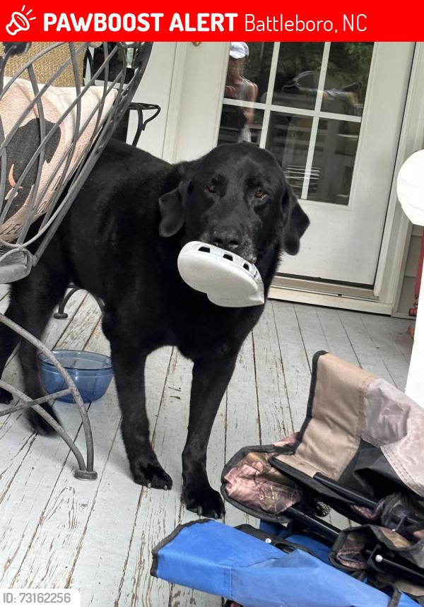 Lost Male Dog last seen Browntown Rd Battleboro NC., Battleboro, NC 27809