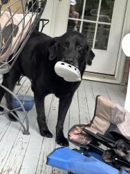 Lost Male Dog last seen Browntown Rd Battleboro NC., Battleboro, NC 27809