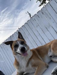 Reunited Male Dog last seen Near N 27th Street McAllen Texas, McAllen, TX 78501