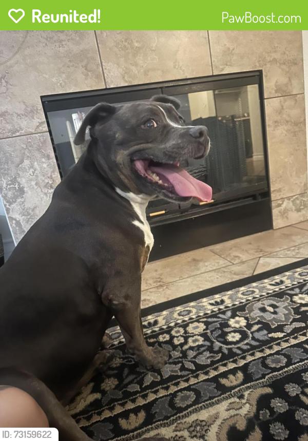 Reunited Female Dog last seen Echo trail park, Buffalo and Russell, Las Vegas, NV 89113