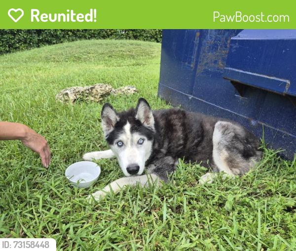 Reunited Male Dog last seen 124ave and 104st, Miami, FL 33186
