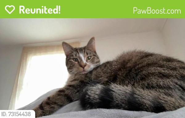 Reunited Male Cat last seen old squan road and rt88, Brick Township, NJ 08724