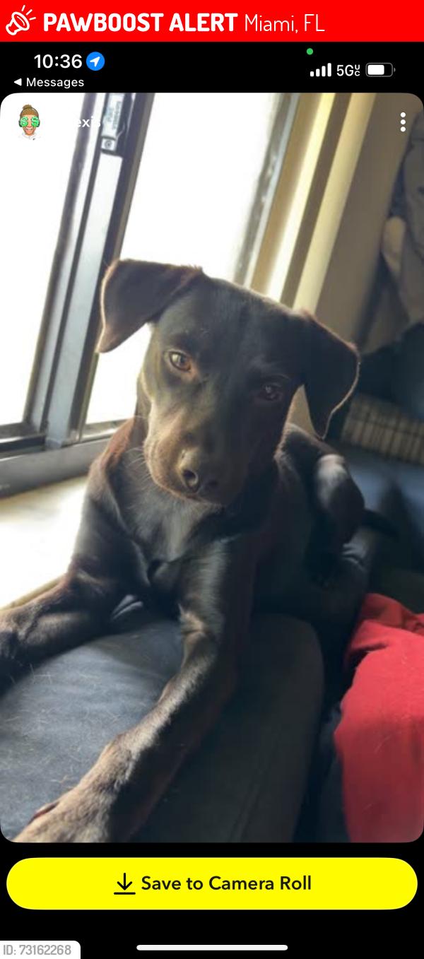 Lost Female Dog last seen Near sw 72 ave, Miami, FL 33144