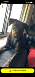 Lost Female Dog last seen Near sw 72 ave, Miami, FL 33144