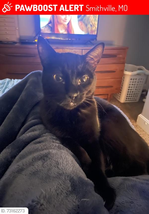 Lost Male Cat last seen 197th Ct and 197th Terr, Smithville, MO, Smithville, MO 64089