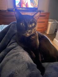 Lost Male Cat last seen 197th Ct and 197th Terr, Smithville, MO, Smithville, MO 64089