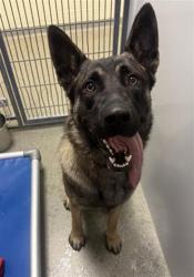 Shelter Stray Male Dog last seen Near BLOCK S 2570 W, WEST VALLEY CITY UT 84119, 4522 W 3500 S, West Valley City, UT 84120, USA