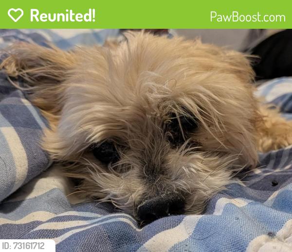 Reunited Female Dog last seen W. Centennial Parkway and Kitamaya, North Las Vegas, NV 89031