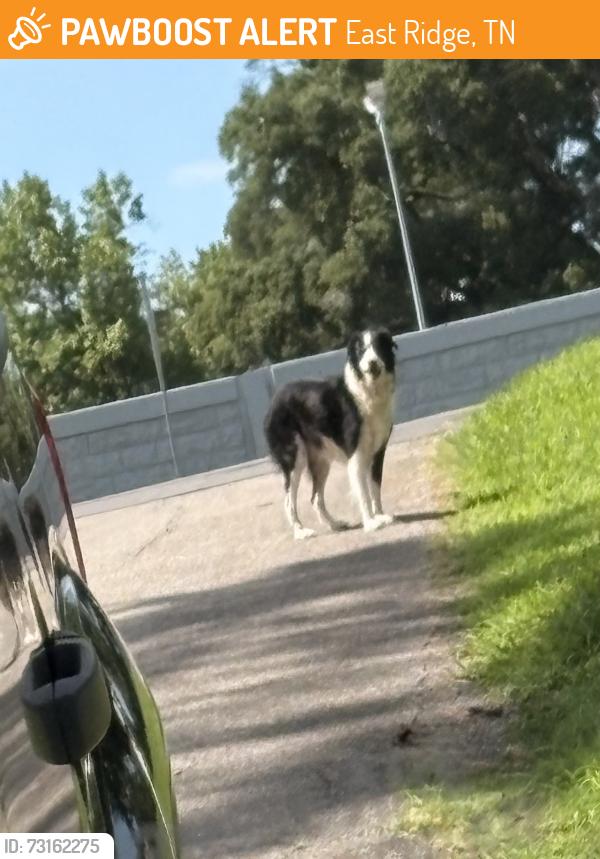 Found/Stray Unknown Dog last seen South Terrace & Brookfield Ave, East Ridge, TN 37412