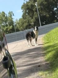 Found/Stray Unknown Dog last seen South Terrace & Brookfield Ave, East Ridge, TN 37412