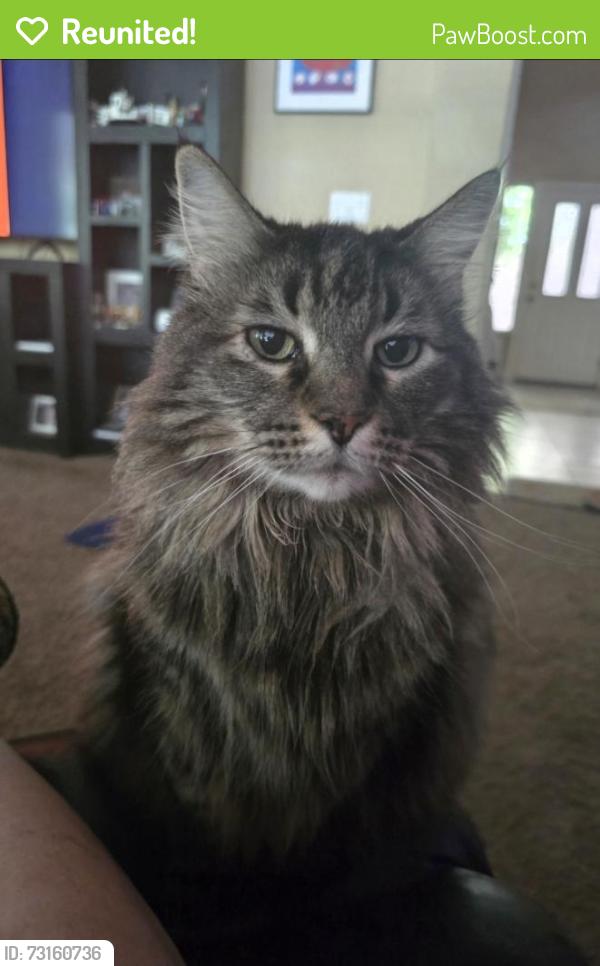 Reunited Male Cat last seen Opal Drive & Camarena Way, Roseville, CA 95747