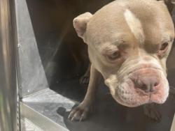 Shelter Stray Male Dog last seen Near BLOCK N HILLSIDE AVE, WICHITA KS 67214, 3303 N Hillside St, Wichita, KS 67219, USA