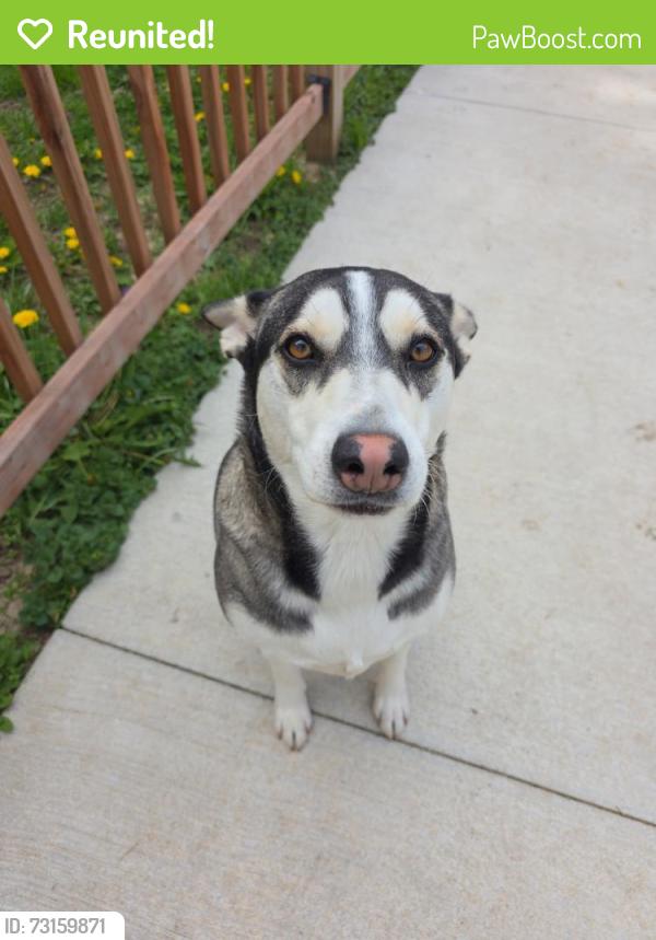 Reunited Female Dog last seen Near W Brown Deer Rd Milwaukee, WI 53223 United States, Milwaukee, WI 53223