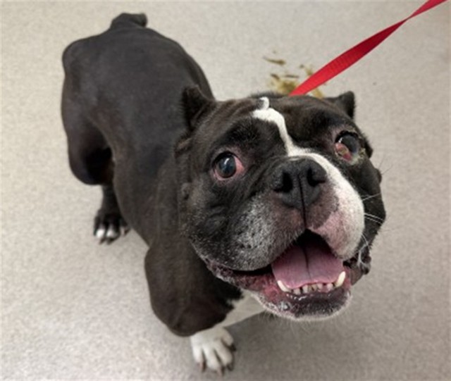 Shelter Stray Female Dog last seen E CONSTITUTION WY AND E LINCOLN LOOP, 333 Chandler Pl, San Bernardino, CA 92408, USA