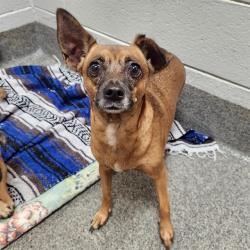Shelter Stray Female Dog last seen NEWSON ROAD, 4950 SW Triana Blvd, Huntsville, AL 35805, USA