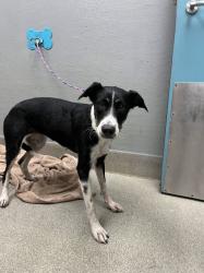 Shelter Stray Female Dog last seen Near BLOCK PARADISE RD, LAS VEGAS NV 89109, 655 N Mojave Rd, Las Vegas, NV 89101, USA