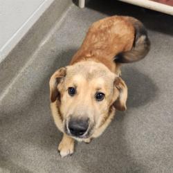 Shelter Stray Male Dog last seen WALL TRIANA, 4950 SW Triana Blvd, Huntsville, AL 35805, USA