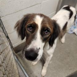 Shelter Stray Female Dog last seen PARKWAY/ CLINTON, 4950 SW Triana Blvd, Huntsville, AL 35805, USA