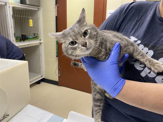 Shelter Stray Male Cat last seen HANK AARON STATE TRAIL 94TH AND SCHLINGER AVE, 3839 W Burnham St, West Milwaukee, WI 53215, USA