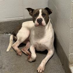 Shelter Stray Male Dog last seen WATSON ST, 4950 SW Triana Blvd, Huntsville, AL 35805, USA