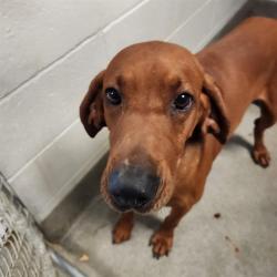 Shelter Stray Male Dog last seen Near BLOCK COTTONWOOD DR, 4950 SW Triana Blvd, Huntsville, AL 35805, USA
