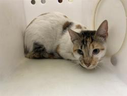 Shelter Stray Female Cat last seen Near BLOCK S 85TH ST, 3839 W Burnham St, West Milwaukee, WI 53215, USA