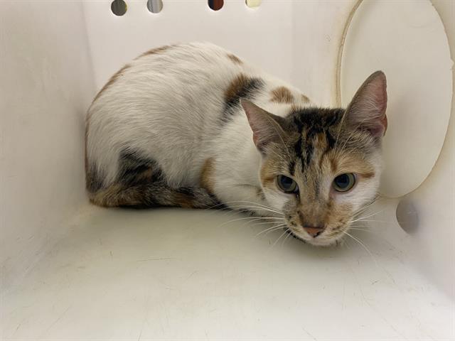 Shelter Stray Female Cat last seen Near BLOCK S 85TH ST, 3839 W Burnham St, West Milwaukee, WI 53215, USA
