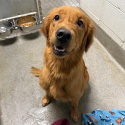 Shelter Stray Female Dog last seen THURMAN RD SW, 4950 SW Triana Blvd, Huntsville, AL 35805, USA
