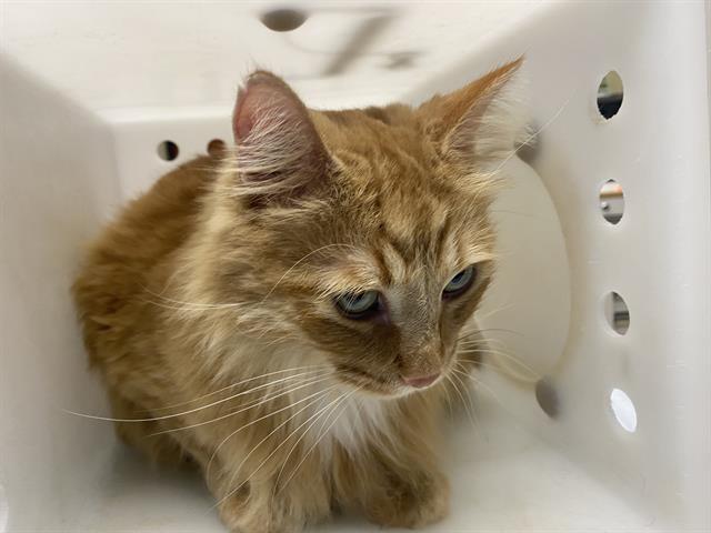Shelter Stray Male Cat last seen Near BLOCK E BELLEVIEW PL, 3839 W Burnham St, West Milwaukee, WI 53215, USA