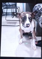 Shelter Stray Female Dog last seen DRAKE AND MCVAY, 4950 SW Triana Blvd, Huntsville, AL 35805, USA