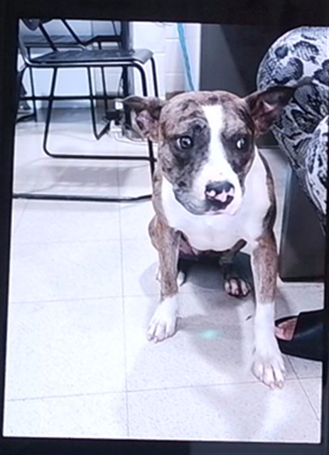 Shelter Stray Female Dog last seen DRAKE AND MCVAY, 4950 SW Triana Blvd, Huntsville, AL 35805, USA