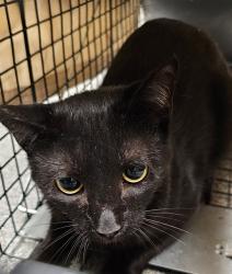 Shelter Stray Male Cat last seen Near BLOCK BASS CIRCLE, 4950 SW Triana Blvd, Huntsville, AL 35805, USA