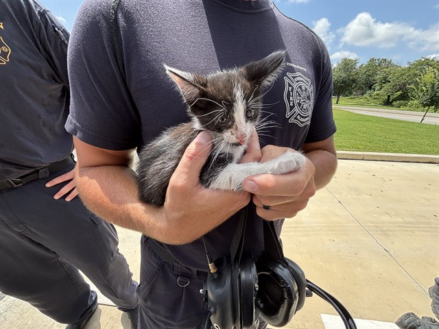 Shelter Stray Male Cat last seen HEART OF HUNTSVILLE DR SW, 4950 SW Triana Blvd, Huntsville, AL 35805, USA