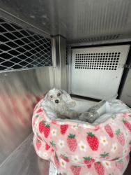 Shelter Stray Female Dog last seen , 4000 N Silverbell Rd, Tucson, AZ 85745, USA