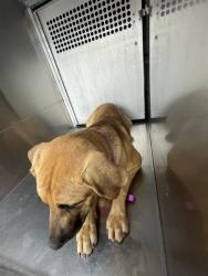 Shelter Stray Male Dog last seen , 4000 N Silverbell Rd, Tucson, AZ 85745, USA
