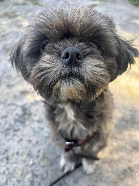 Shelter Stray Female Dog last seen WASHINTON AND PINE HILL, 19640 Dogpatch Ln, Land O' Lakes, FL 34638, USA