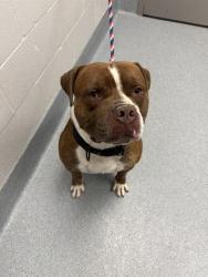 Shelter Stray Male Dog last seen Near, 2600 S Harding St, Indianapolis, IN 46221, USA