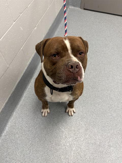 Shelter Stray Male Dog last seen Near, 2600 S Harding St, Indianapolis, IN 46221, USA
