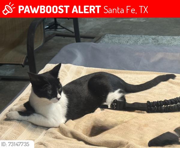 Lost Male Cat last seen 33rd Ave L, Santa Fe, TX 77510