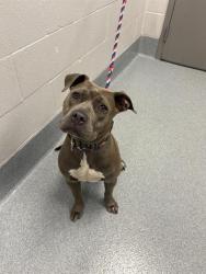 Shelter Stray Female Dog last seen Near, 2600 S Harding St, Indianapolis, IN 46221, USA
