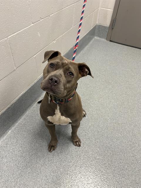 Shelter Stray Female Dog last seen Near, 2600 S Harding St, Indianapolis, IN 46221, USA