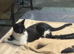 Lost Male Cat last seen 33rd Ave L, Santa Fe, TX 77510