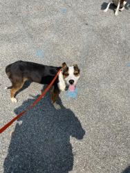 Shelter Stray Female Dog last seen Near, 2600 S Harding St, Indianapolis, IN 46221, USA