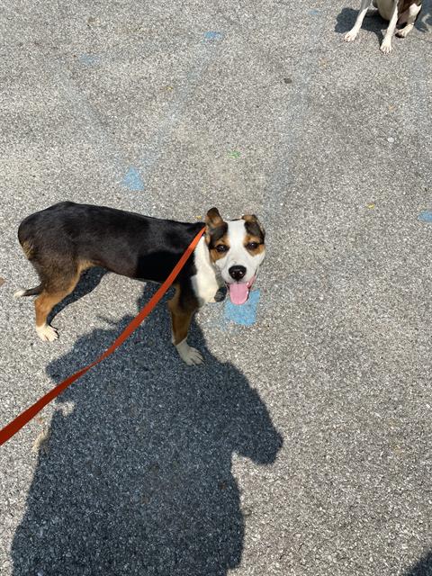 Shelter Stray Female Dog last seen Near, 2600 S Harding St, Indianapolis, IN 46221, USA