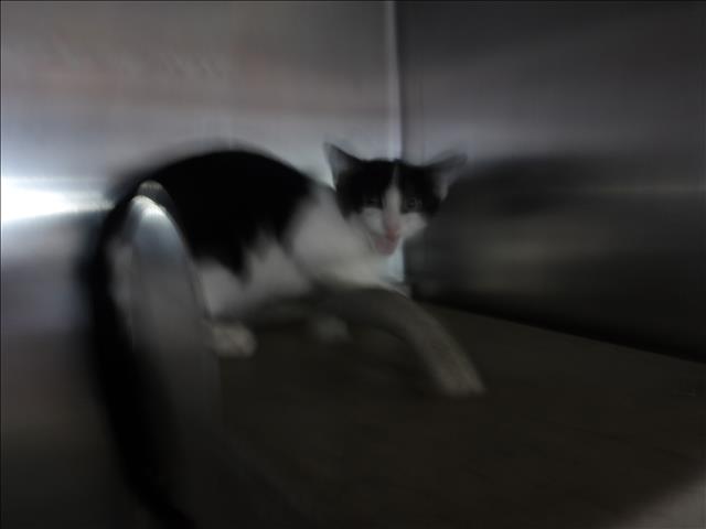 Shelter Stray Female Cat last seen , 11361 W Pico Blvd, Los Angeles, CA 90064, USA
